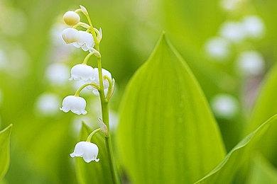 动作角色扮演游戏《喵咪斗恶龙3》 开场动画公布